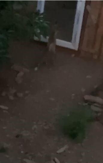Tilki ve bahçe sahibi arasındaki sohbet gülümsetti