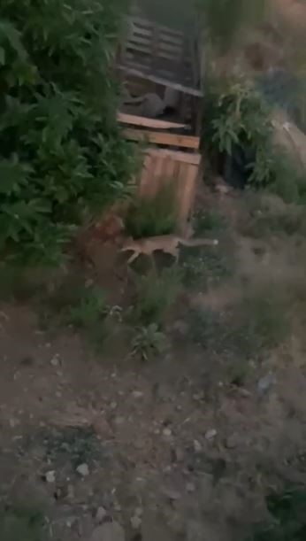 Tilki ve bahçe sahibi arasındaki sohbet gülümsetti