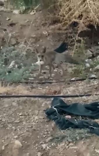 Tilki ve bahçe sahibi arasındaki sohbet gülümsetti