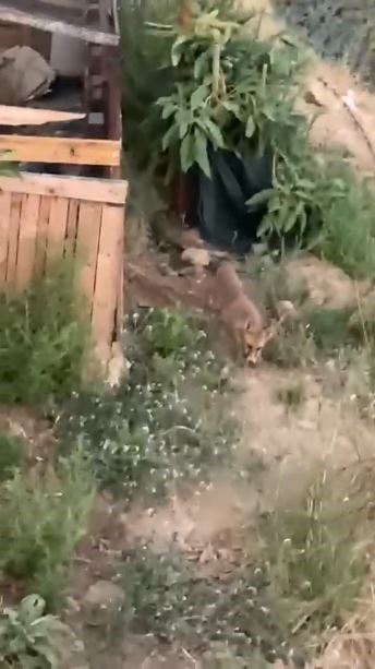 Tilki ve bahçe sahibi arasındaki sohbet gülümsetti