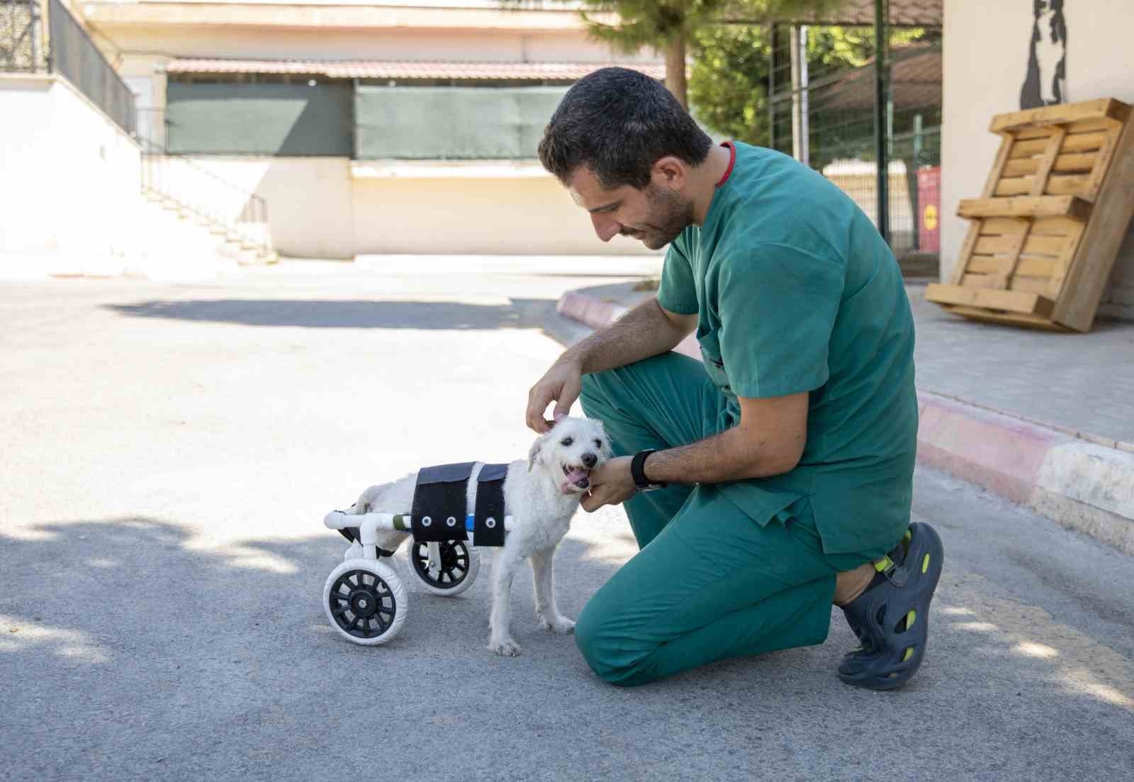 Arka ayakları kesilmiş halde bulunan köpek yeni yuvasına kavuştu