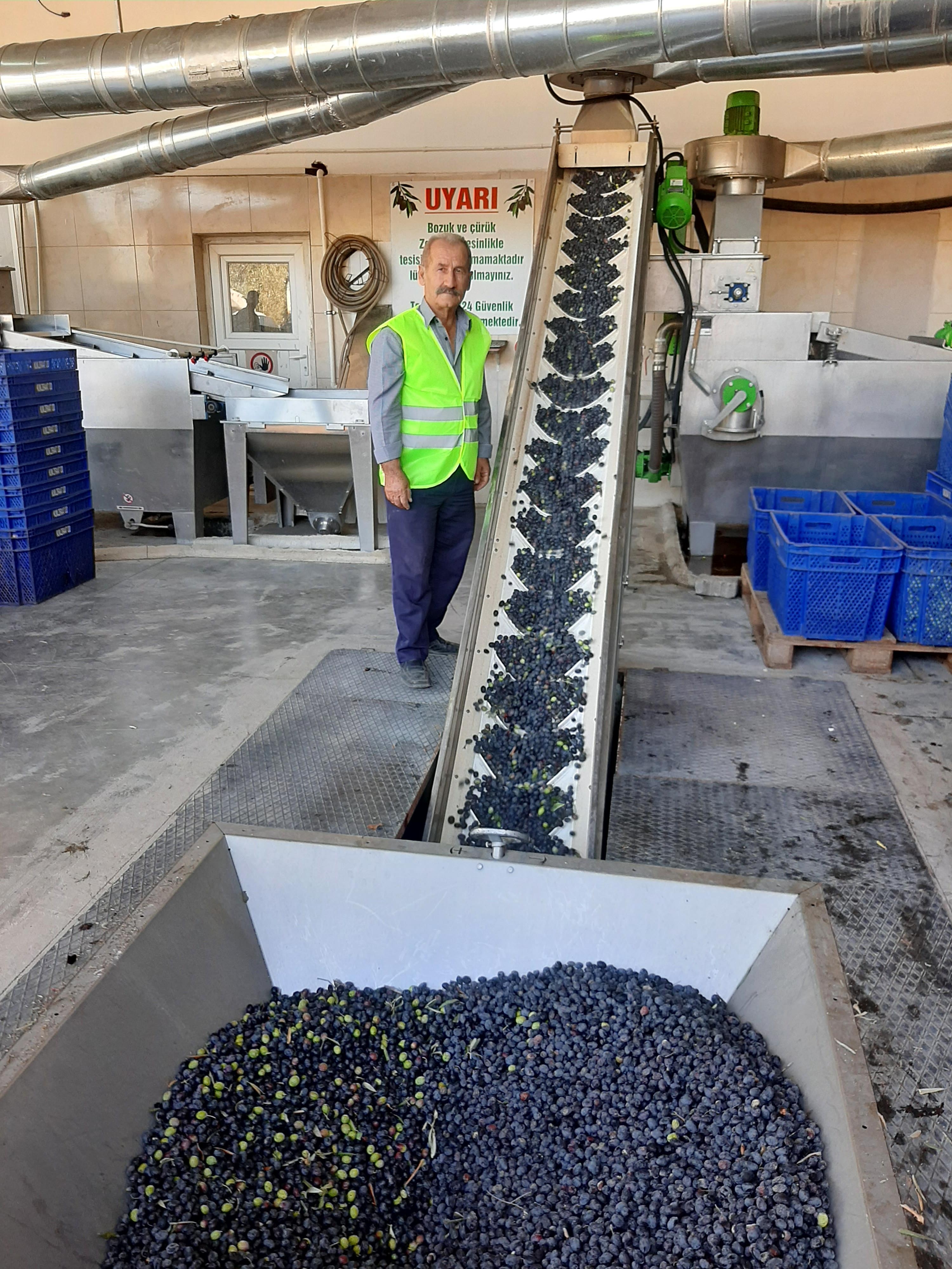 Kumluca'da zeytin sıkma sezonu başladı
