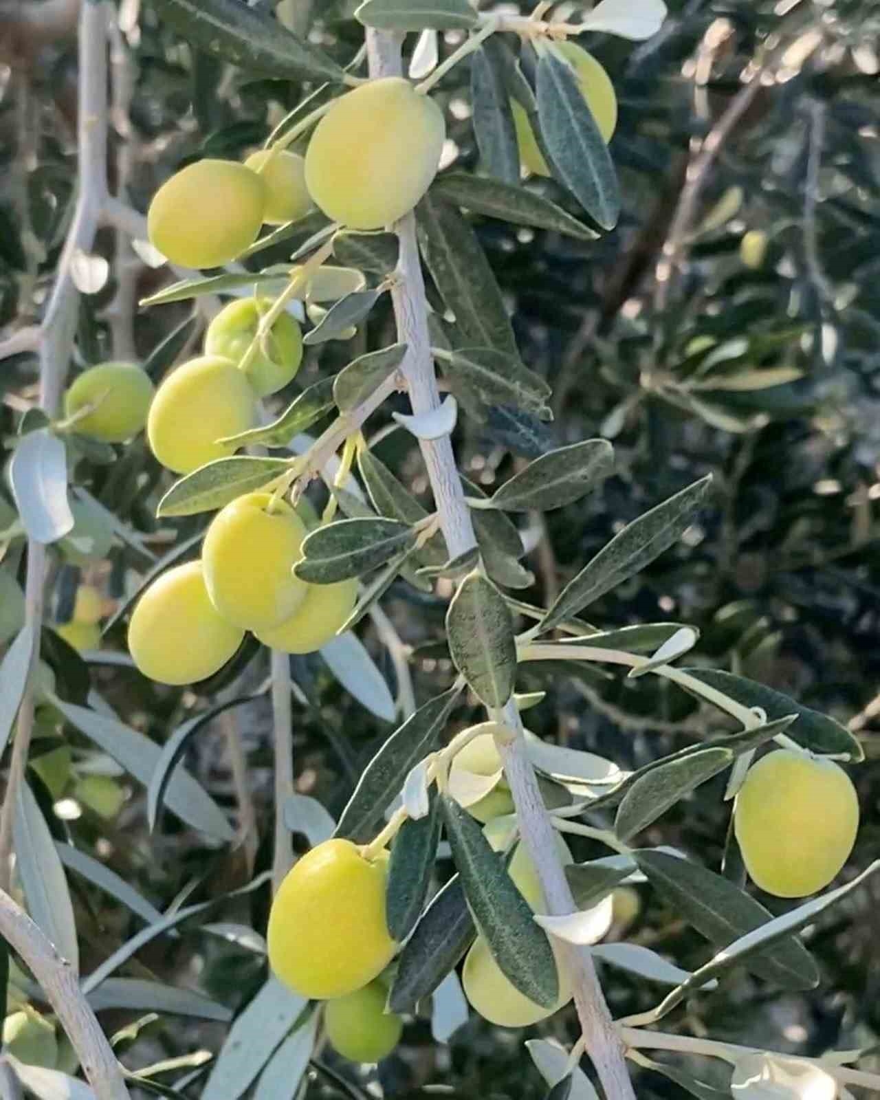 Mut Zeytin ve Zeytinyağı Festivali 27 Eylül'de başlıyor