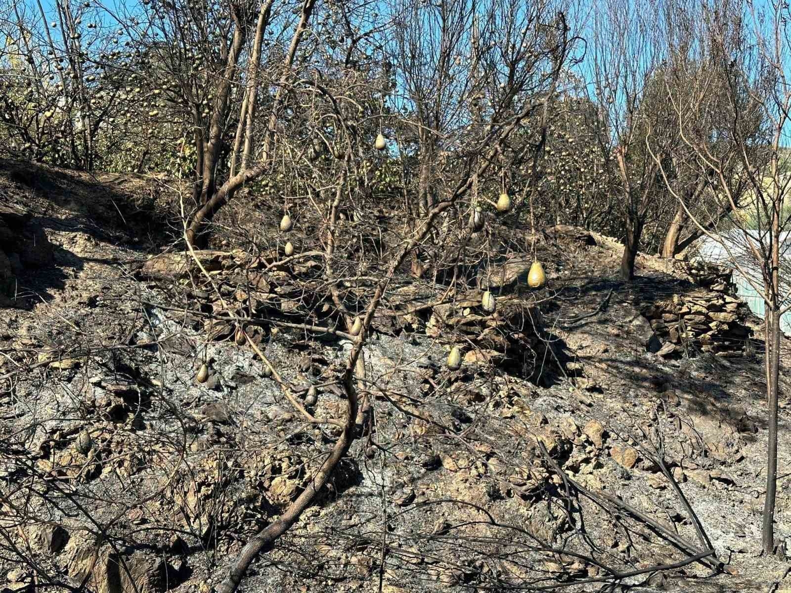 Alanya'da avokado bahçesinde yangın: 60 ağaç kül oldu