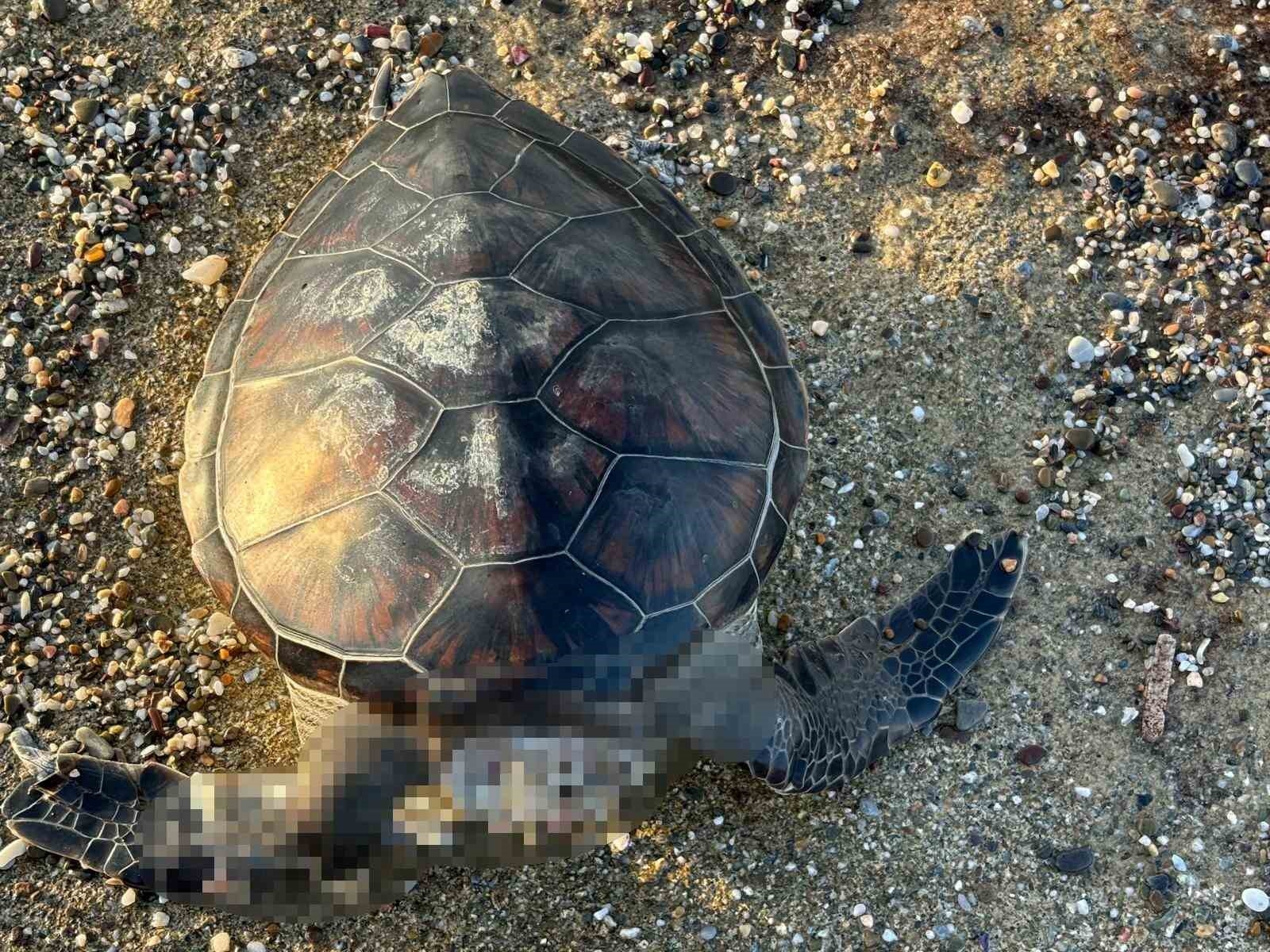 Alanya'da caretta caretta ölüsü bulundu