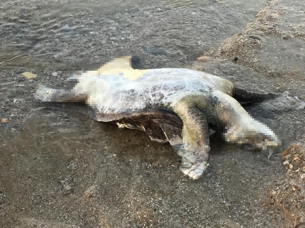 Alanya'da caretta caretta ölüsü bulundu