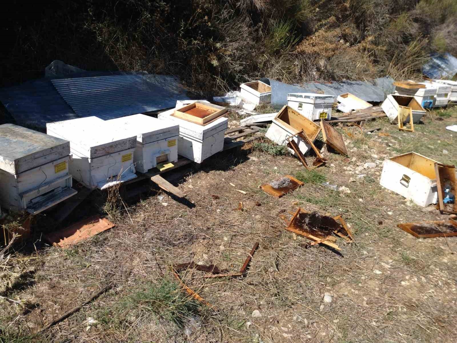 Antalya'da aç kalan ayılar kovanları parçaladı