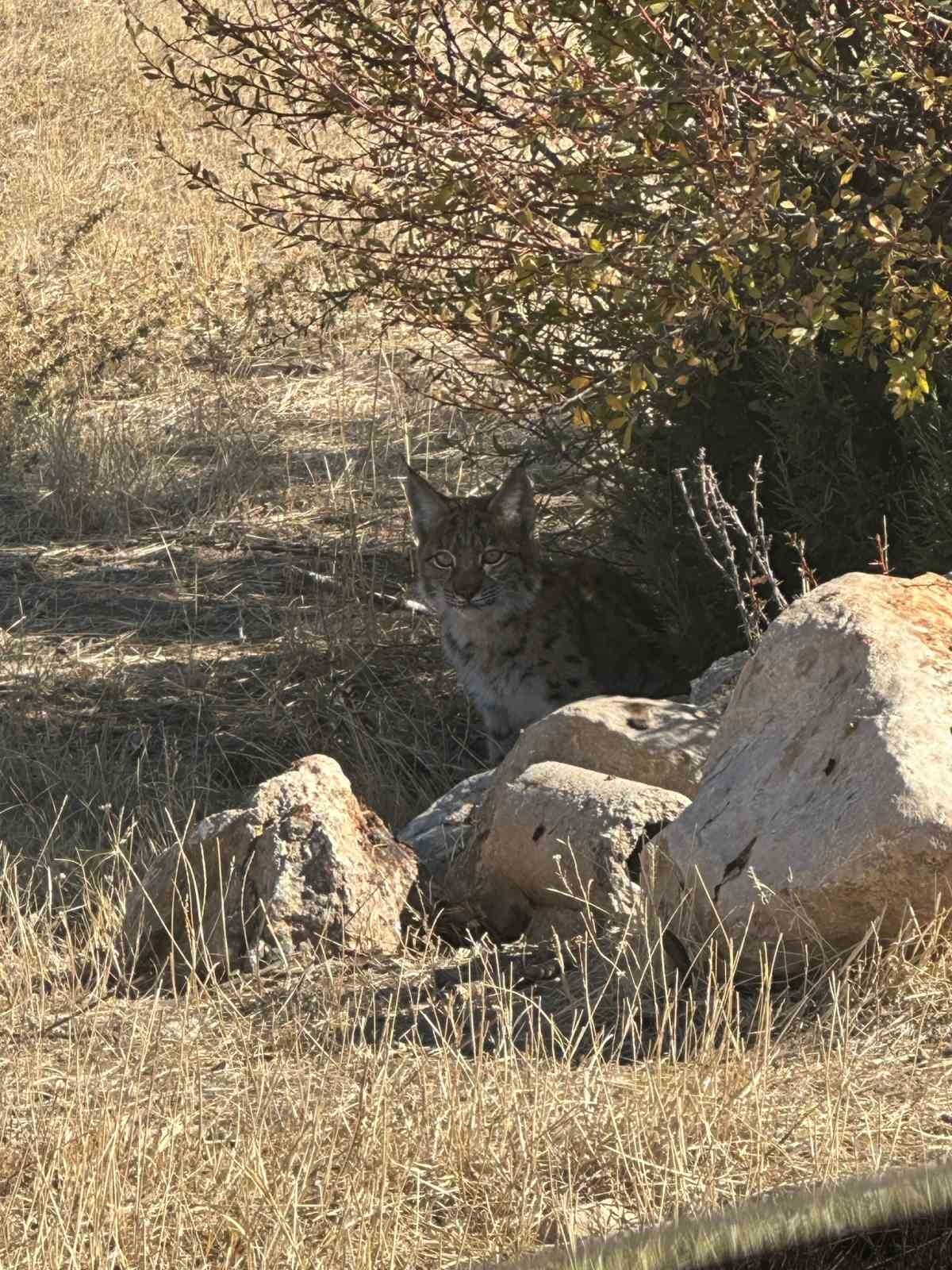 Burdur'da nesli tükenme tehlikesi altında bulunan vaşak görüntülendi
