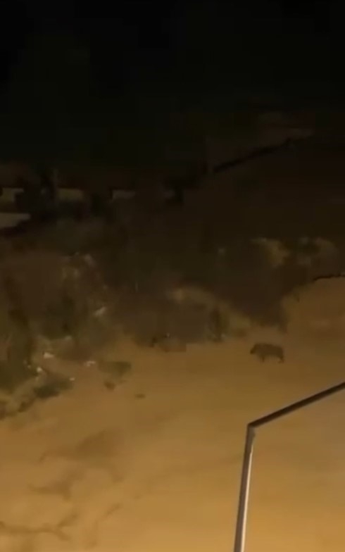Domuzlar sürü halinde mahalleye indi