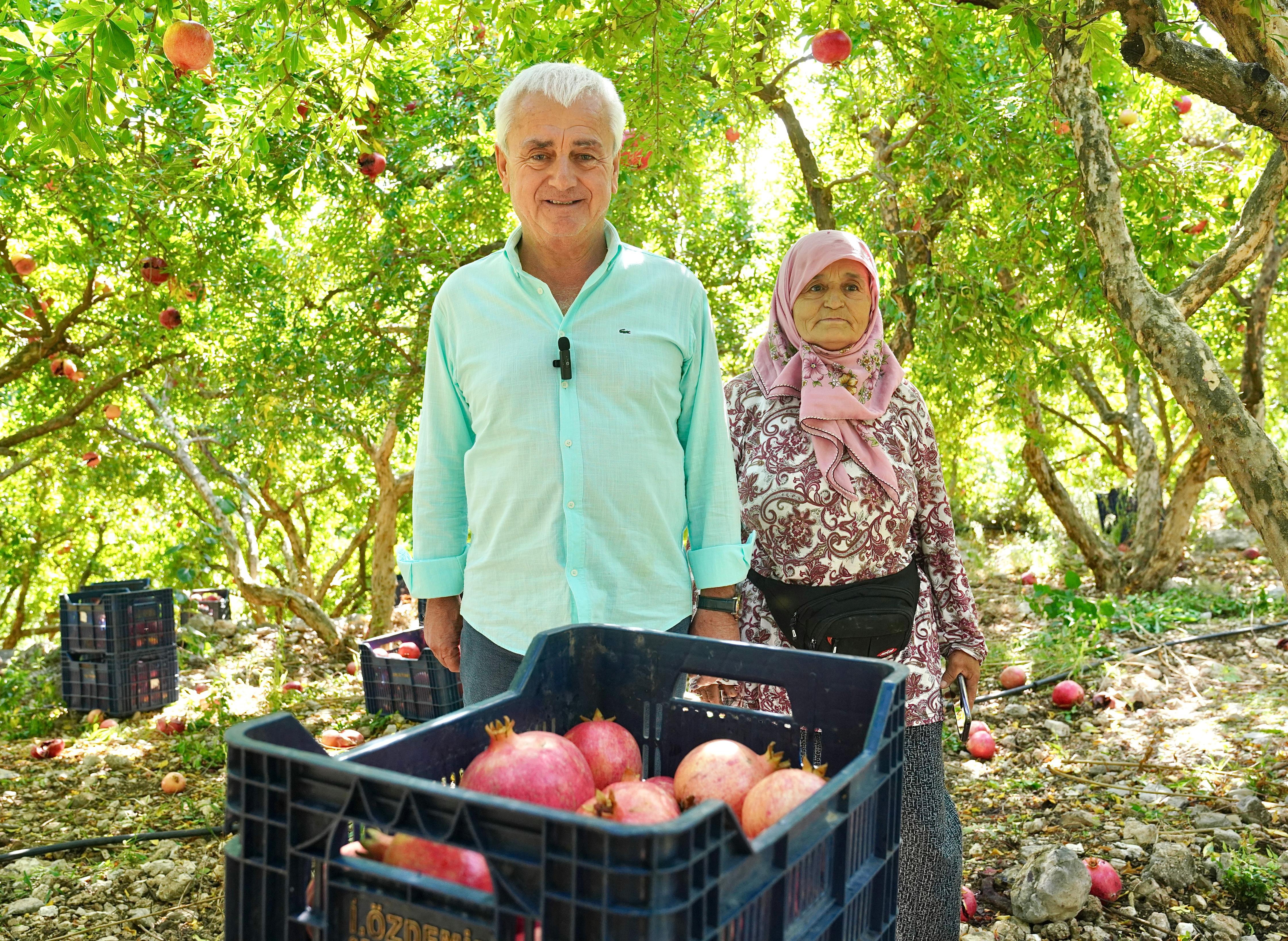 Finike'de nar hasadı sürüyor
