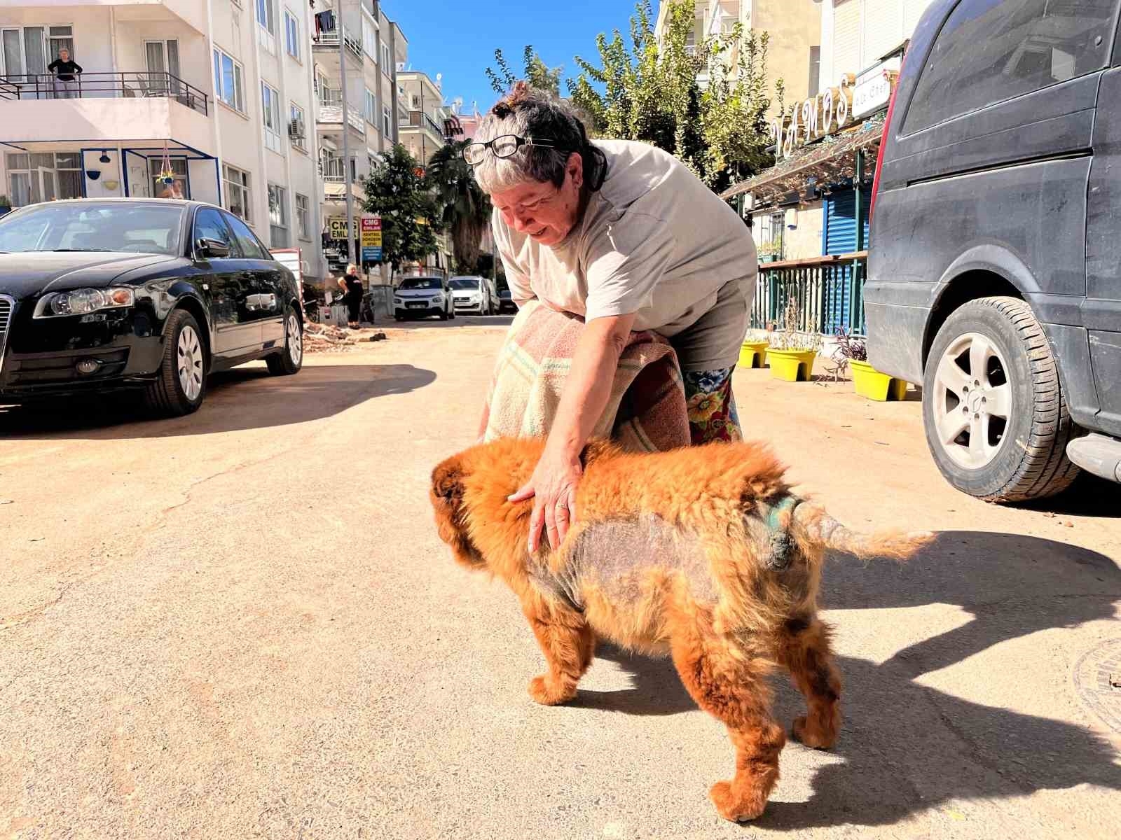 Görme ve işitme engelli 'Çarşaf' adlı köpek inşaat sahasına düştü