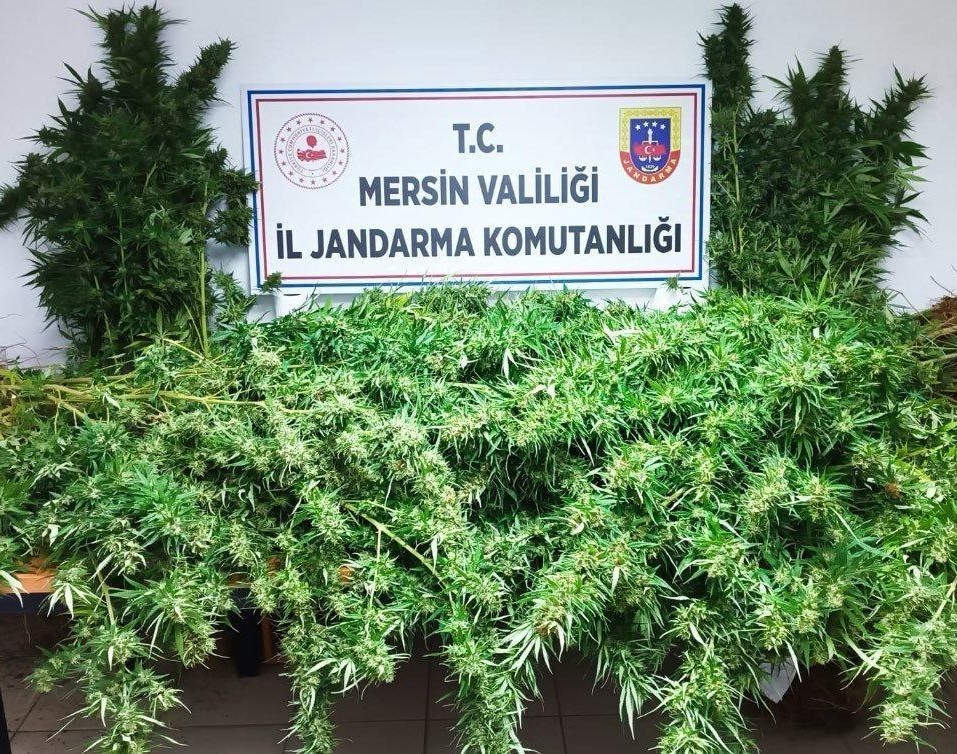 Mersin'de uyuşturucu yetiştirenlere operasyon: 3 gözaltı