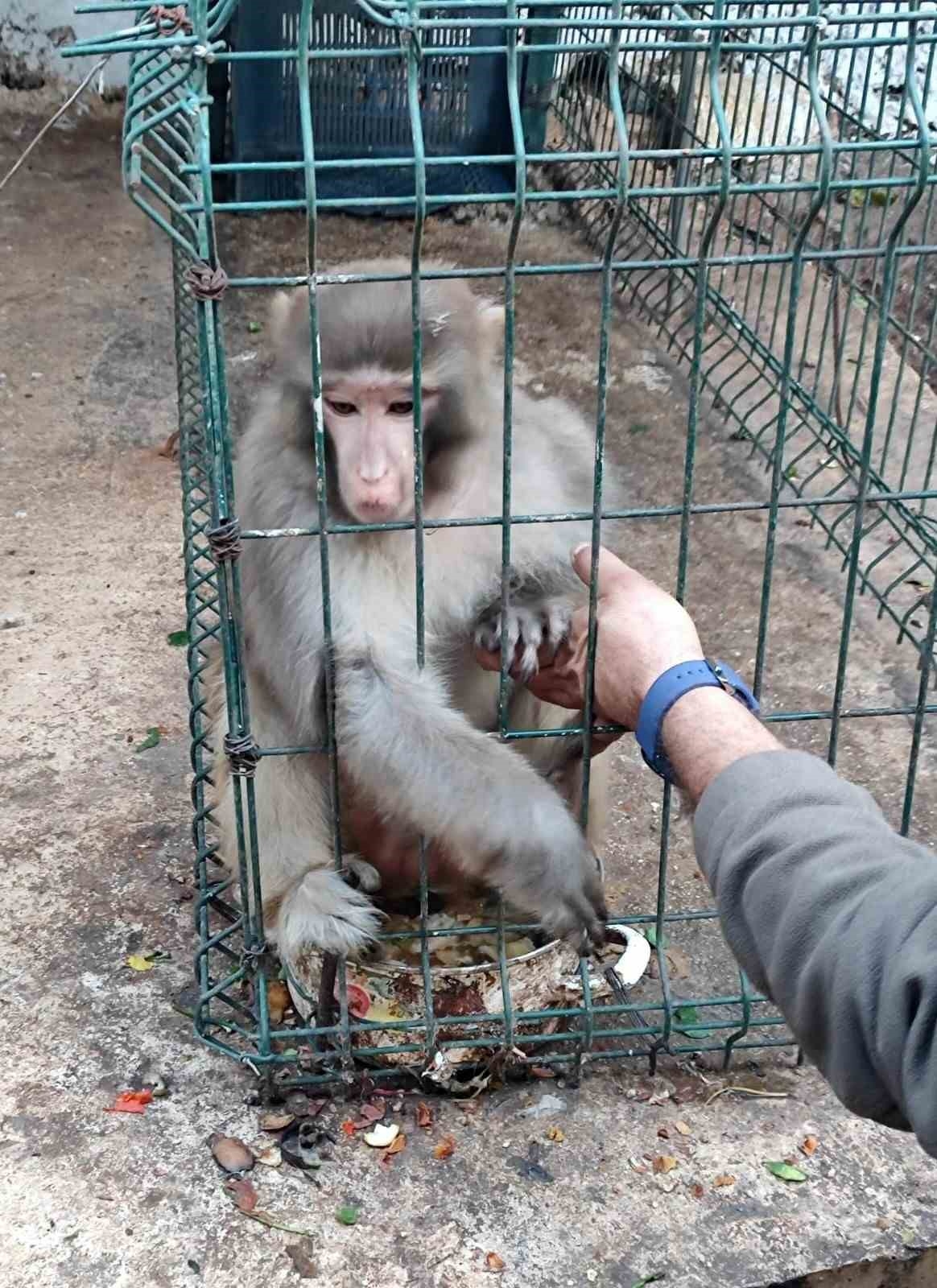 Rhesus Maymununu besleyen şahsa 8 bin 322 lira para cezası uygulandı