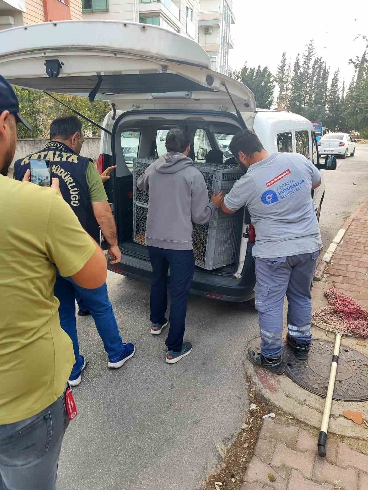 Rhesus Maymununu besleyen şahsa 8 bin 322 lira para cezası uygulandı