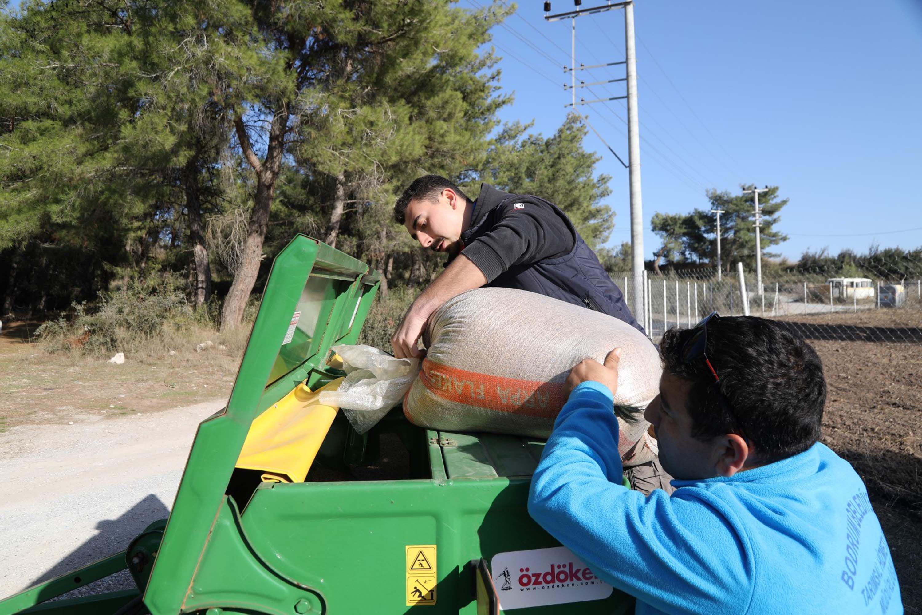 Bodrum Belediyesi'nde Karakılçık buğday ekimi