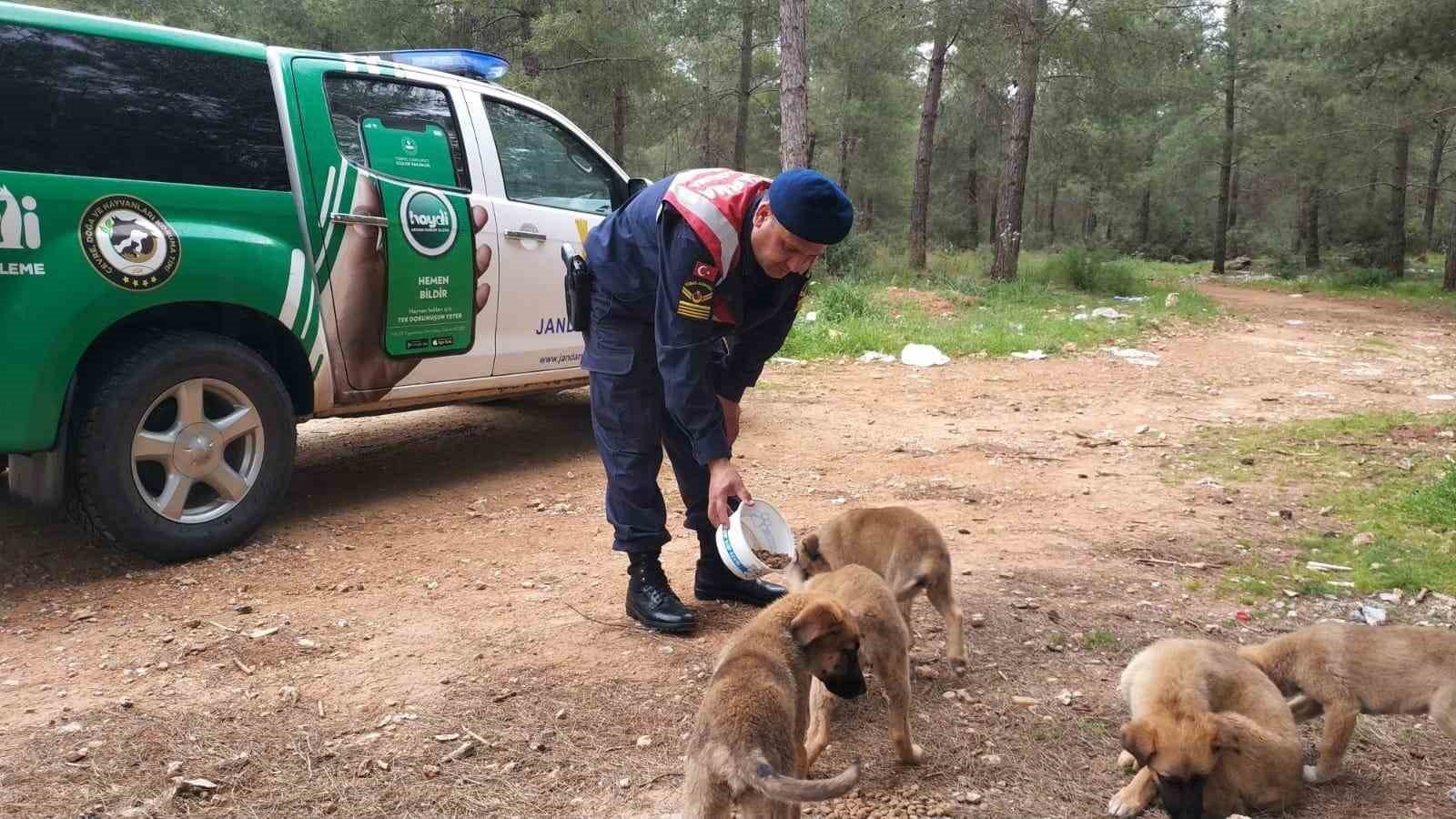 Jandarmadan sokak hayvanlarına destek