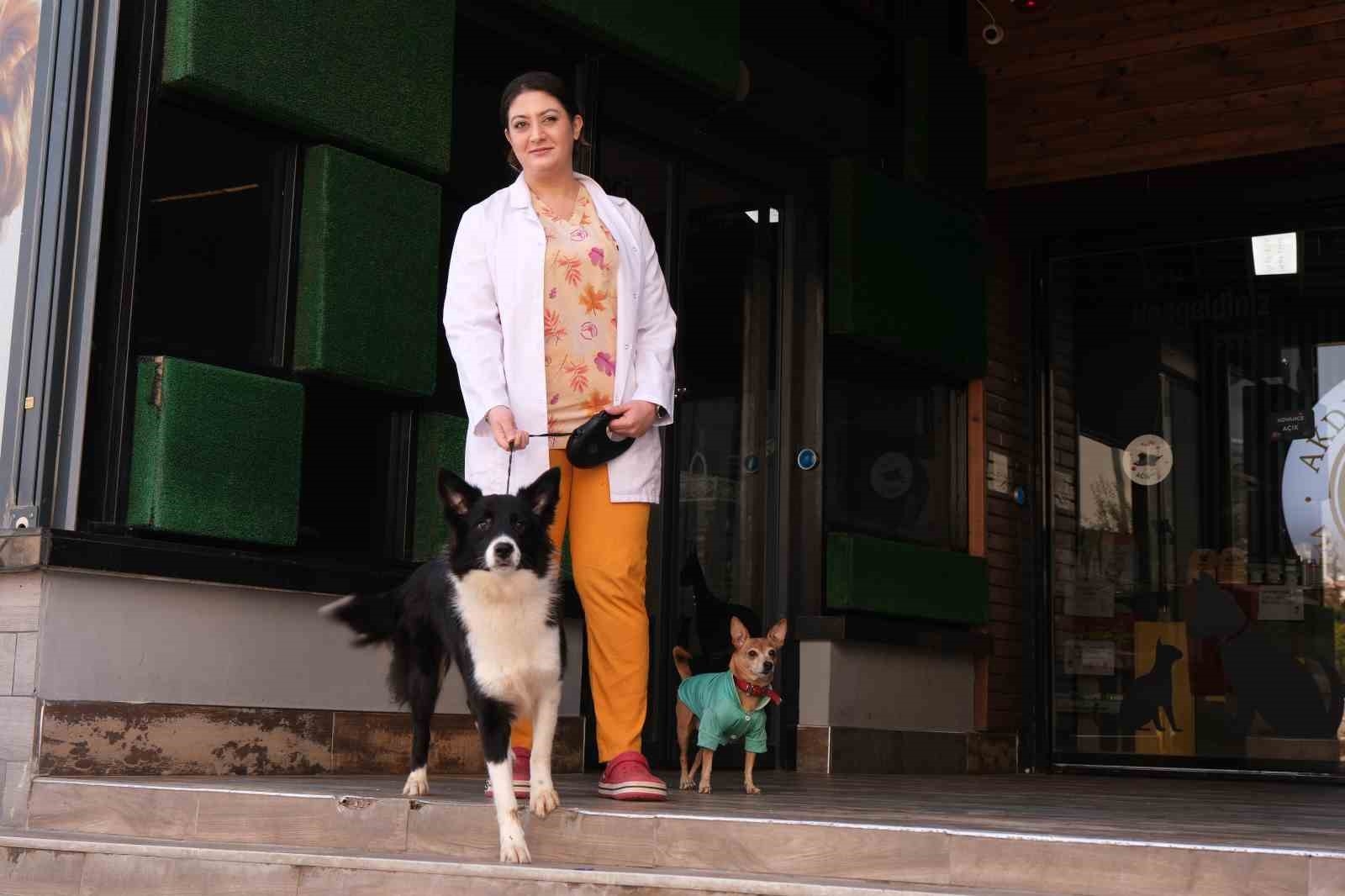 Klinikten yola fırlayan köpeklere araç çarptı: Bir köpek telef oldu, diğeri yaralandı