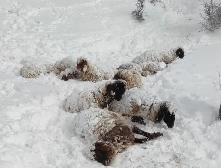 Kurtarılan çoban yaşananları anlattı: "430 koyunumuz telef oldu"