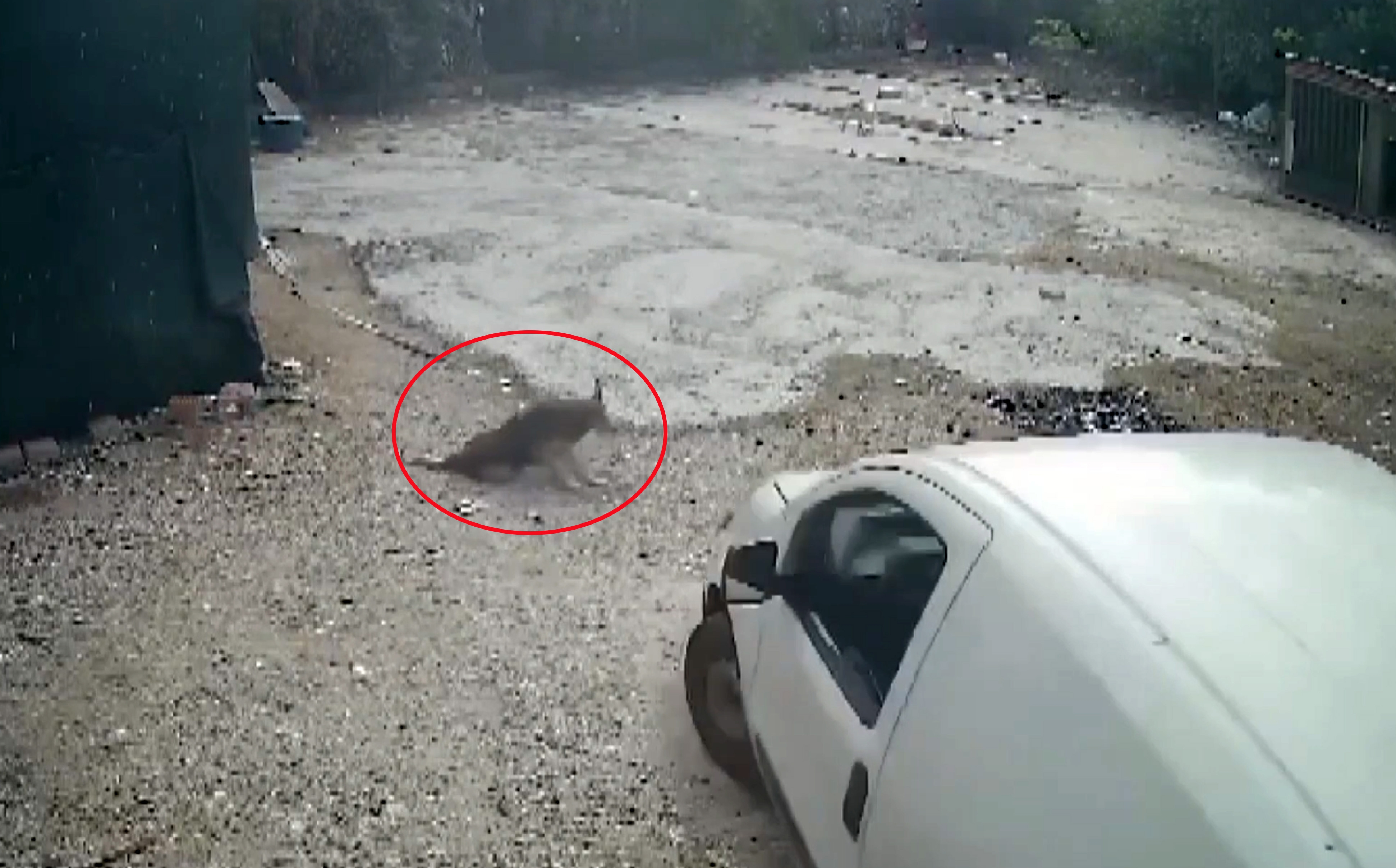 Otoparkta yatan köpeğini aracıyla ezen komşusundan şikayetçi oldu