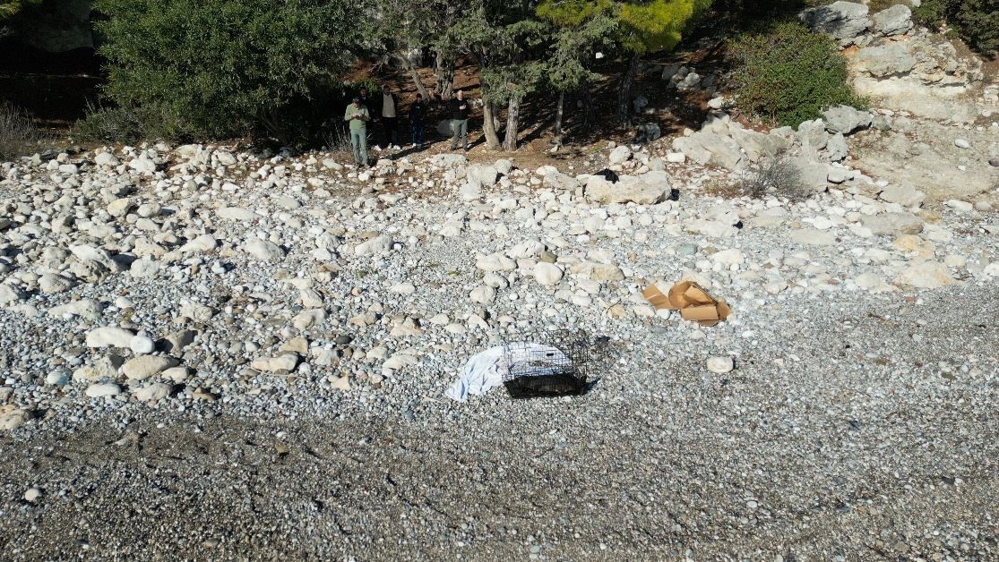 Fırtına mağduru yavru fok, el birliğiyle annesine kavuştu
