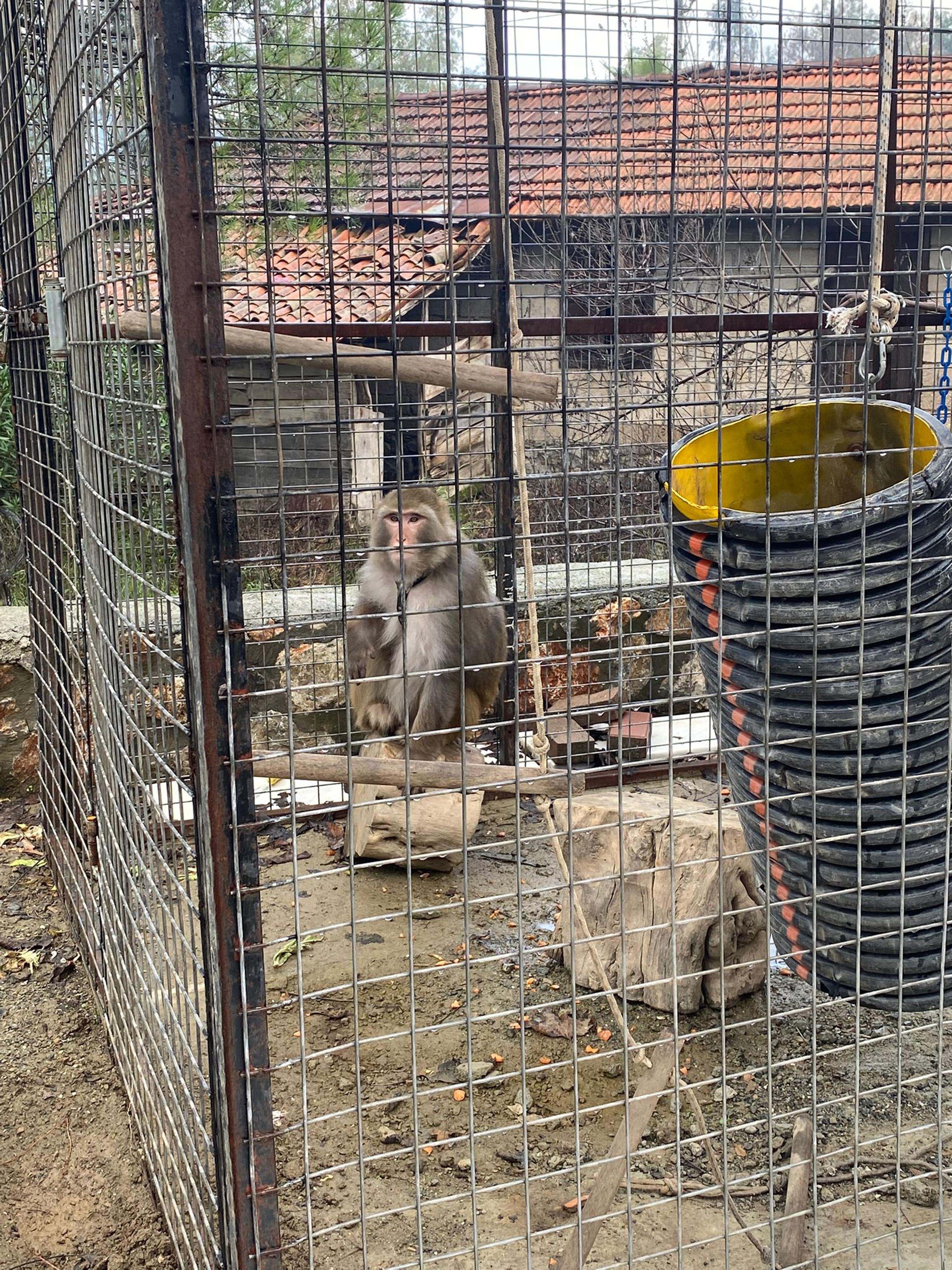 Muğla'da beslenmesi yasak 2 maymun ele geçirildi