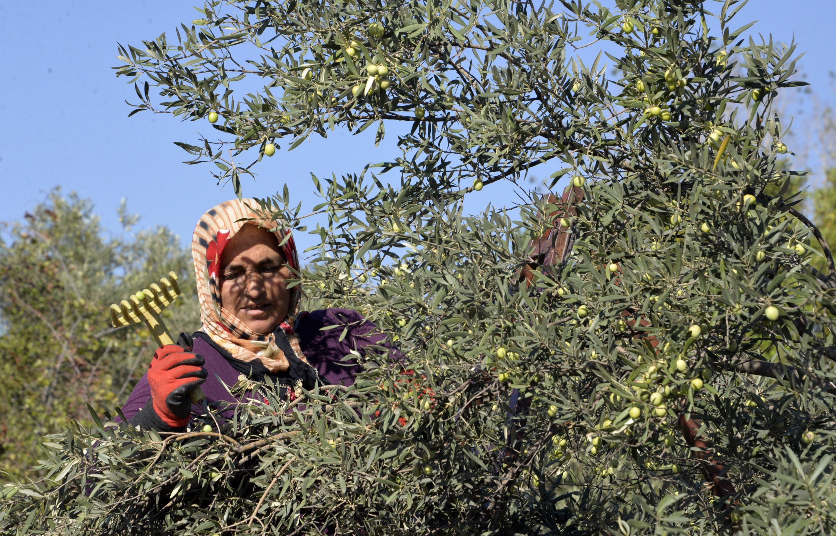 204 milyon ağaçtan 3,6 milyon ton zeytin