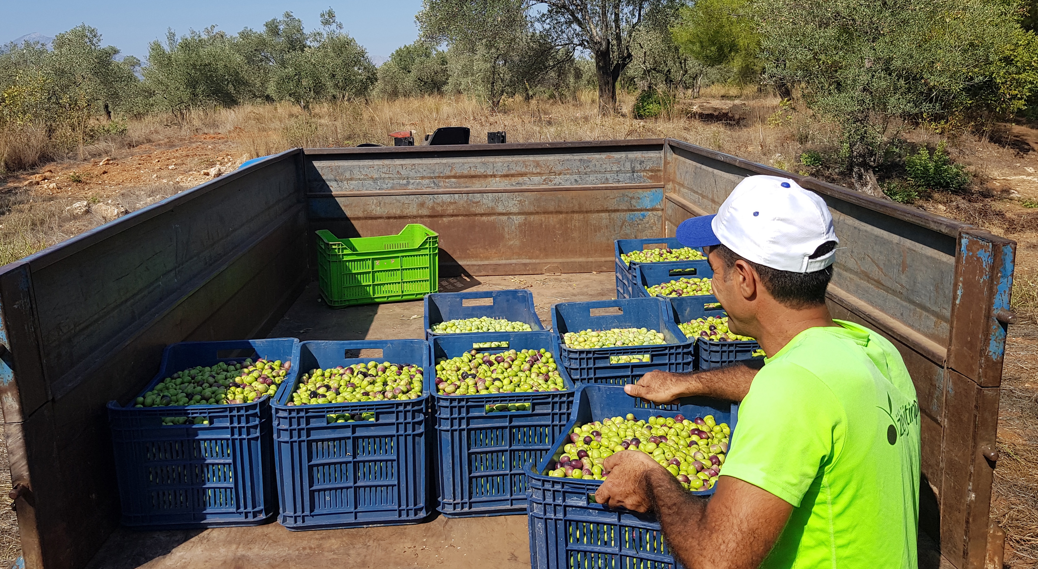 204 milyon ağaçtan 3,6 milyon ton zeytin