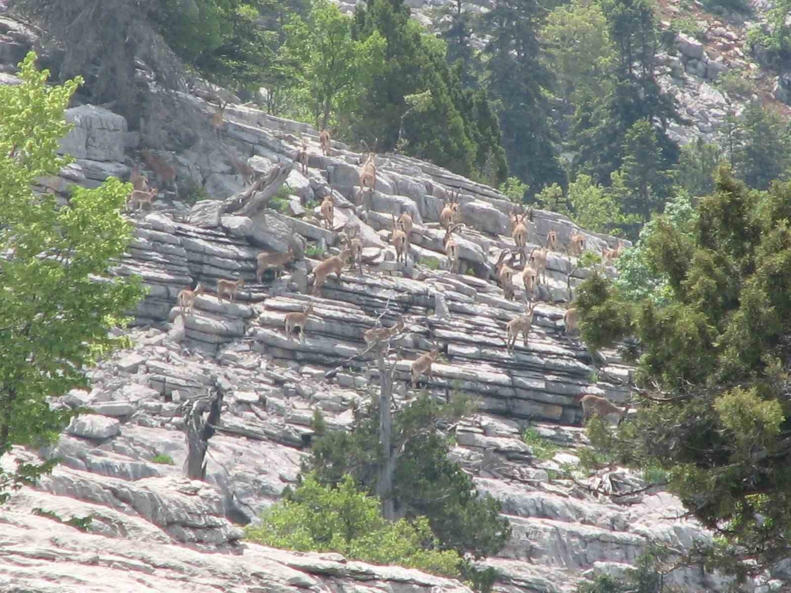 Antalya'nın ürkek misafirleri yaban keçileri mahalleye indi