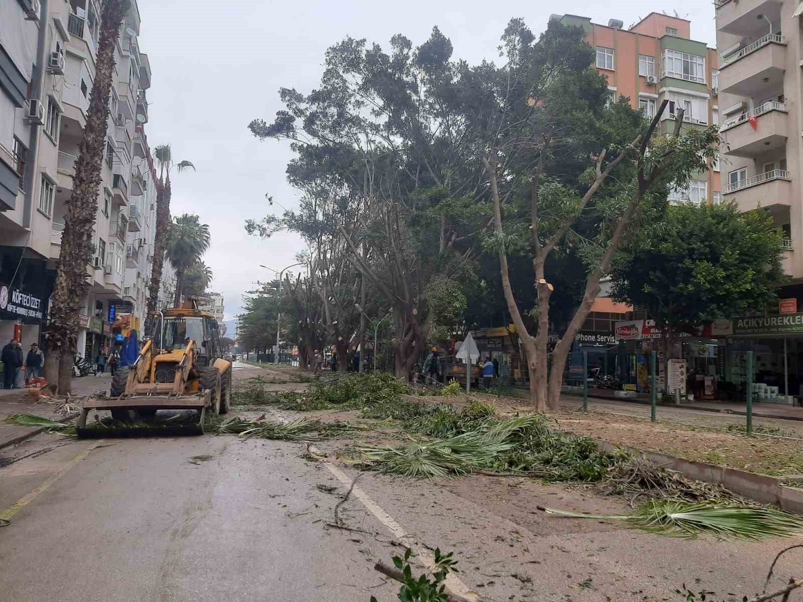 Esnaf gün ışığı istedi, 30 yıllık Benjamin ağaçları budandı