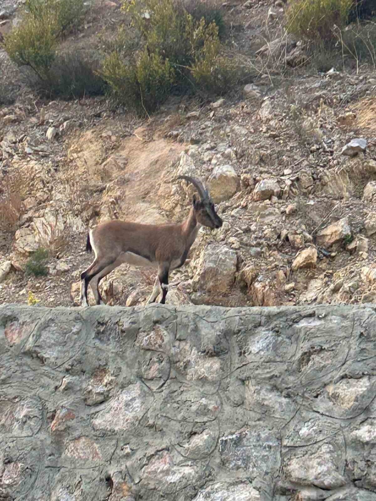 Yaban keçisini avladı, "Domates yıkıyordum" savunmasıyla şaşırttı