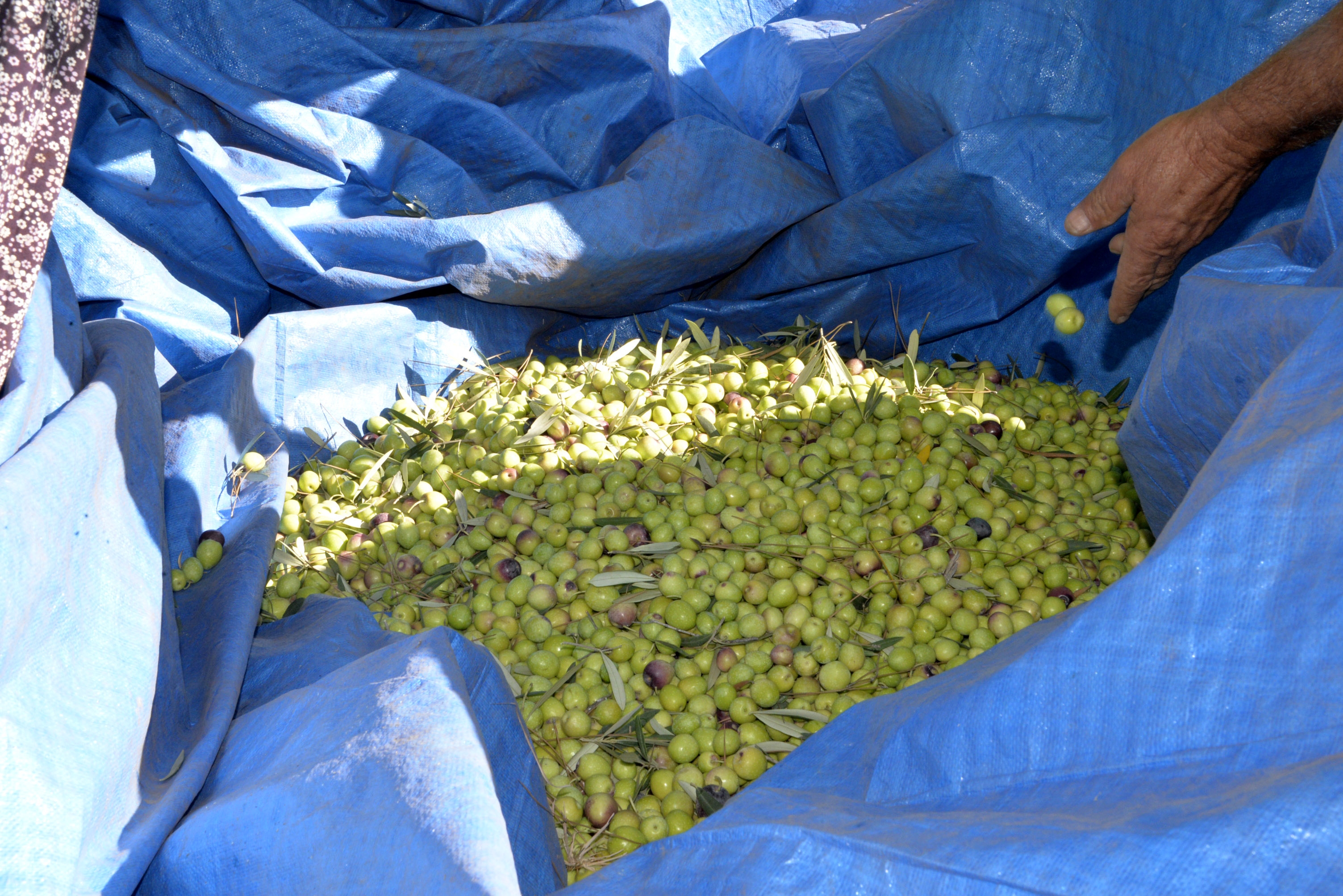 Zeytin ağacı kurak yazda strese girdi
