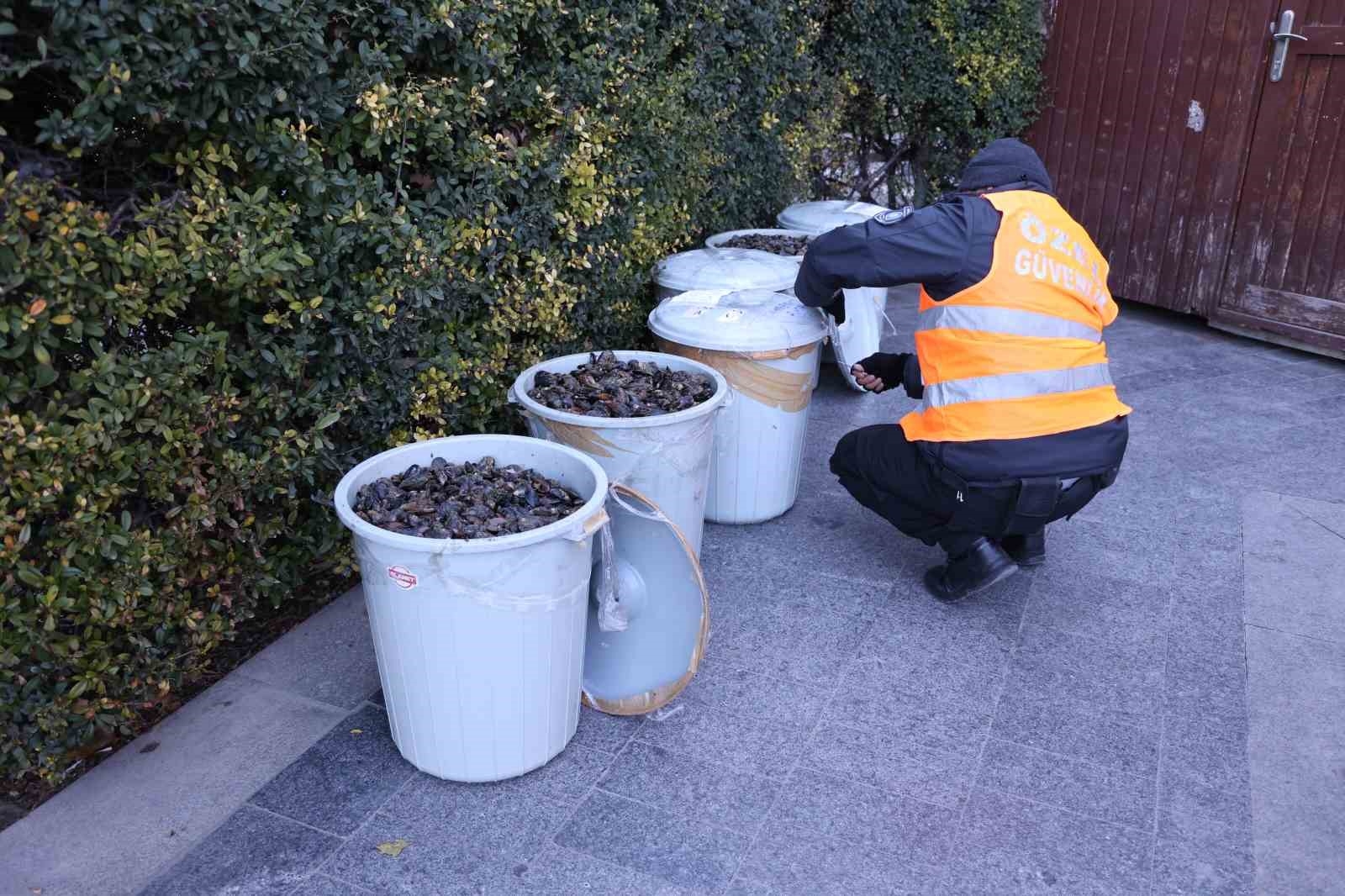 Antalya Otobüs Terminali'nde 300 kilogram midyeye el konuldu