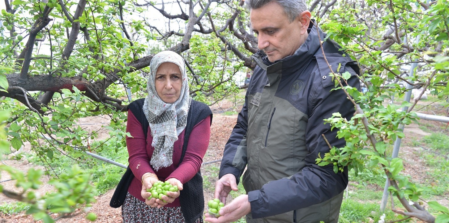 ORKÖY desteğinde üretilen eriklerin hasadı yapıldı