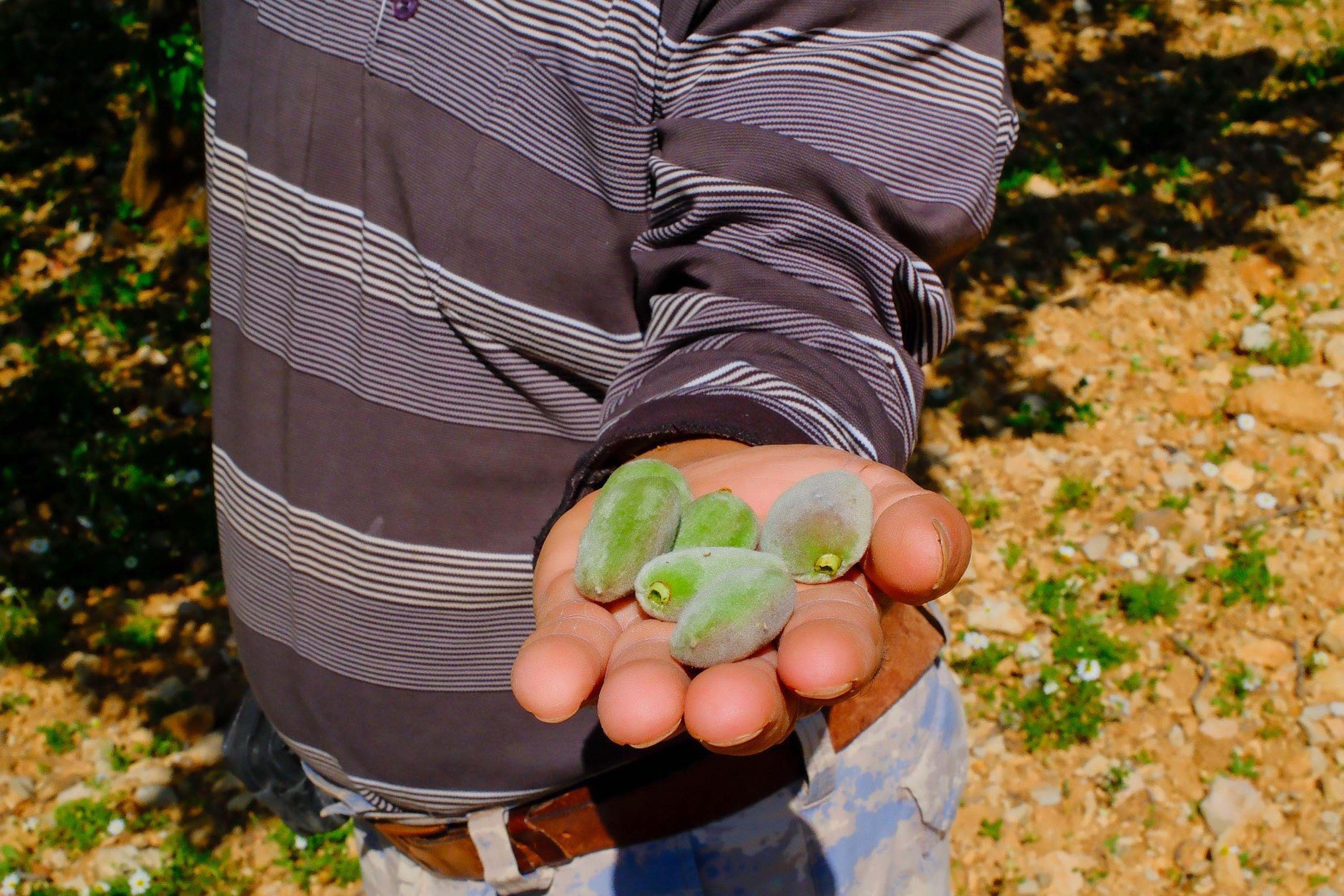 Datça'da badem çağlası hasadı başladı; kilosu 450 TL