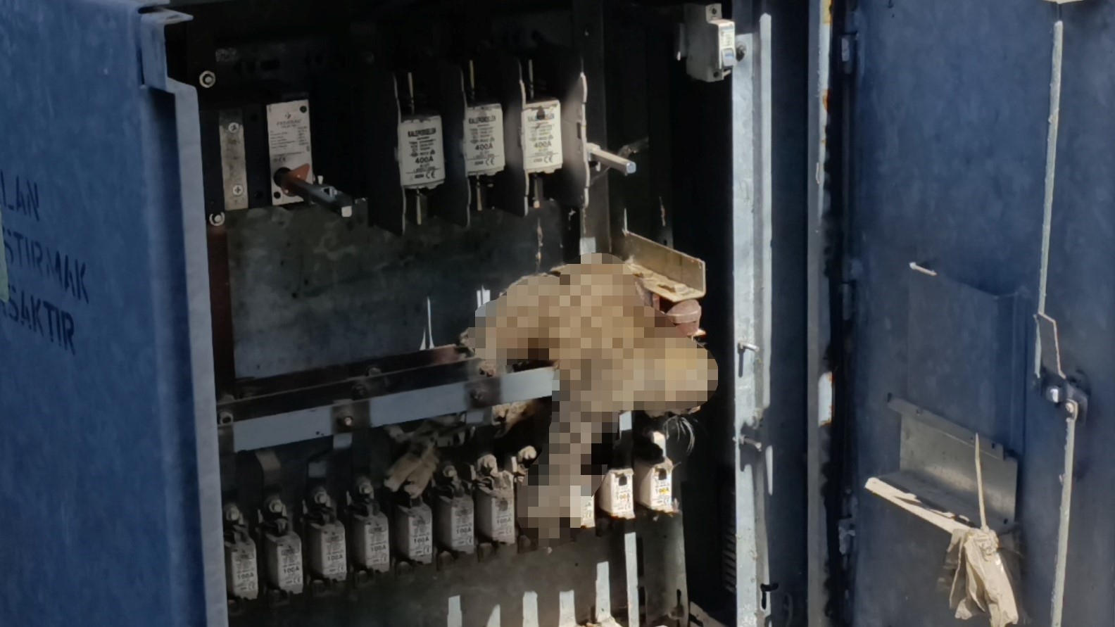 Elektrik baksına giren kedi akıma kapılarak telef oldu