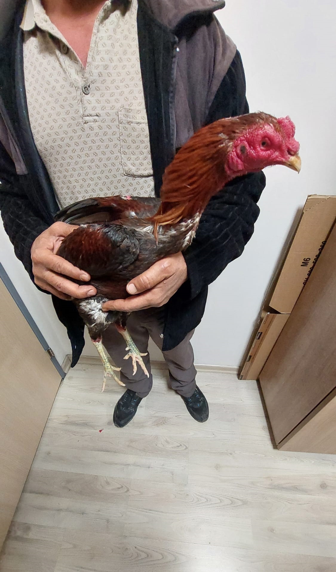 Horoz dövüştüren 4 kişiye 41 bin 540 TL ceza