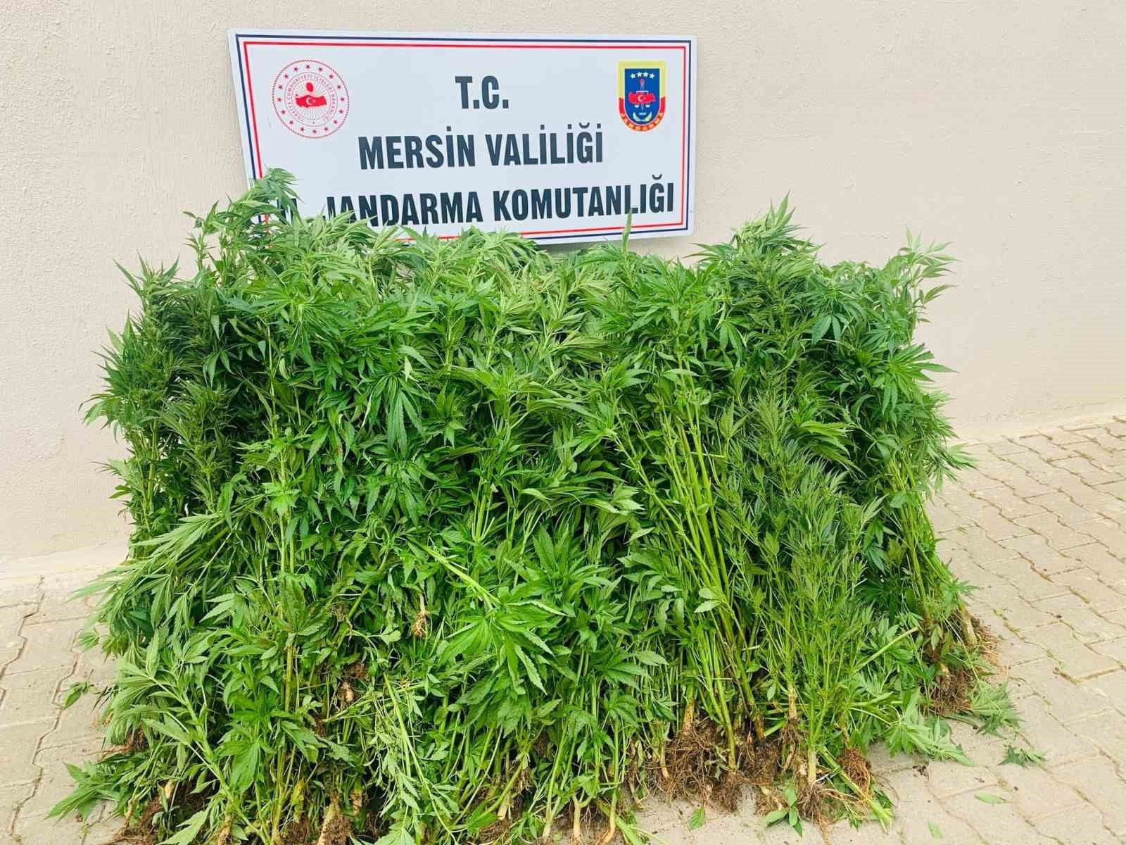 Jandarma baskınıyla ortaya çıktı: Evinin bahçesini uyuşturucu tarlasına çevirmiş
