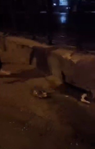 Kediye tekme atan vicdansız gözaltına alındı