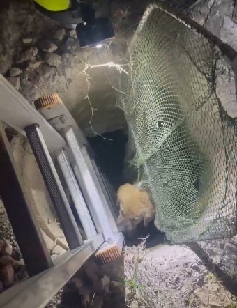 Kuyuya düşen yavru köpek, itfaiye ekiplerince kurtarıldı