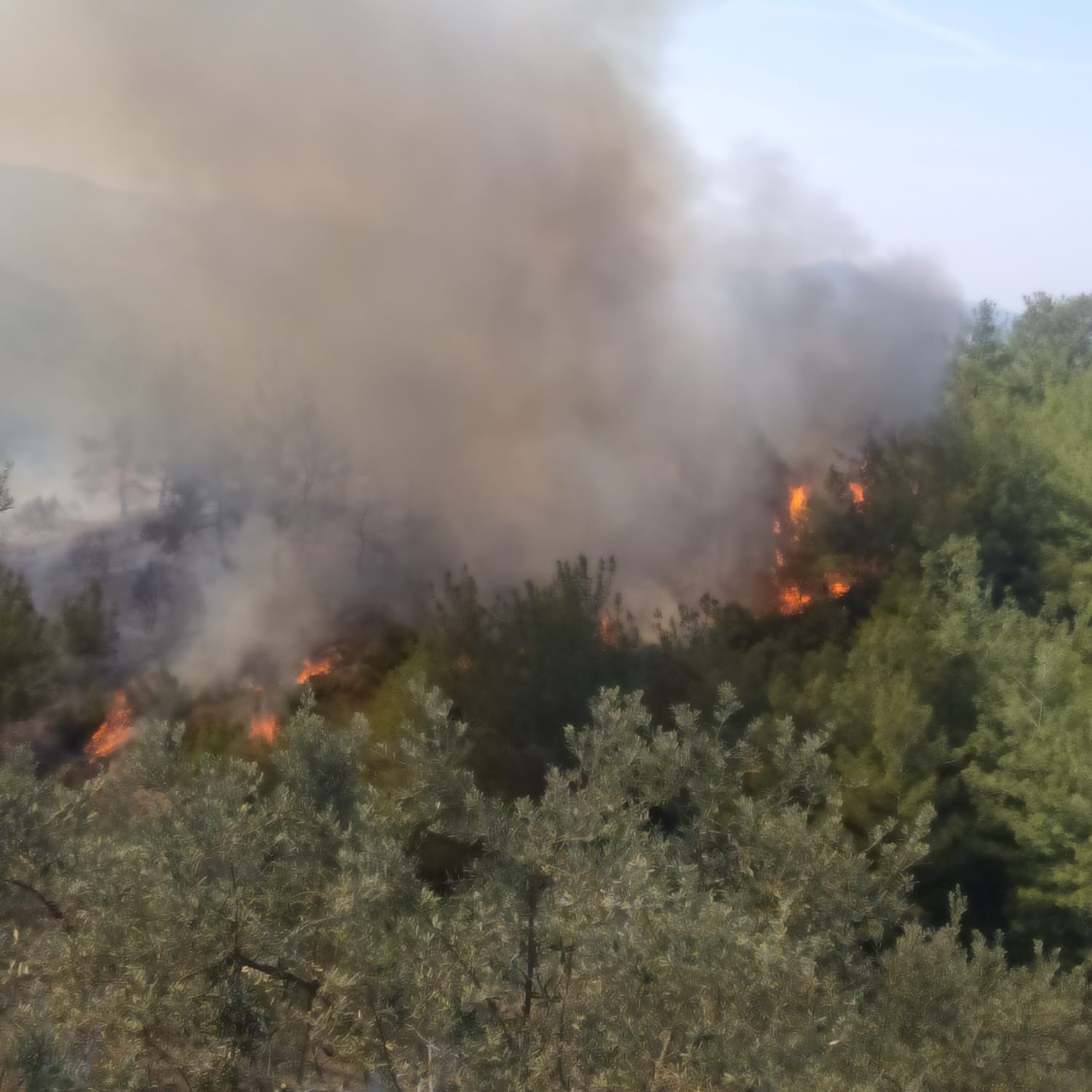 Osmaniye'de ormanlık alanda korkutan yangın