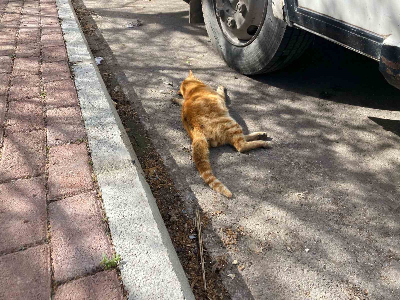 Serik'te çok sayıda ölü kedi bulundu