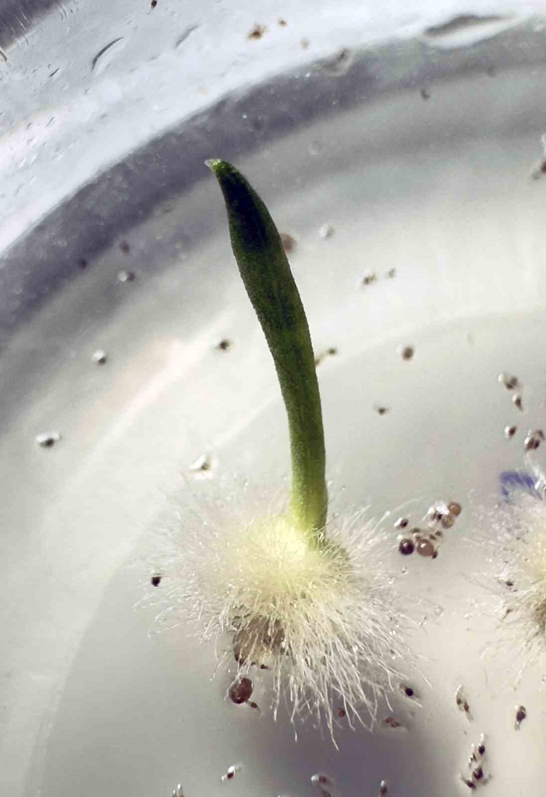 Yok olmanın eşiğindeki 'Likya salebi'ne koruma