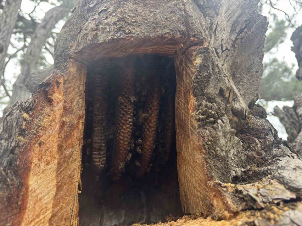 Kovanlarından kaçan firari arıların izini sürüp Toroslardaki doğal kovanları buluyorlar