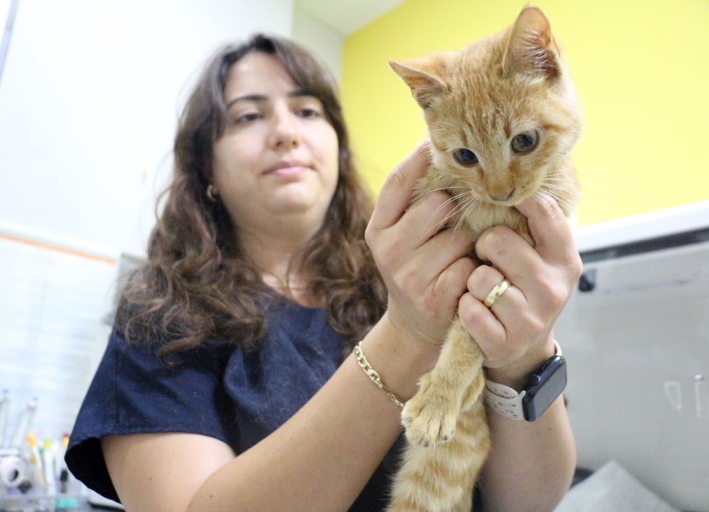 Müftü Biçer'den kedi patisi kesenlere 'Tıbbi yardım alın' çağrısı