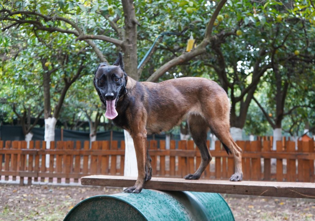 Antalya'nın ilk enkazda canlı arama sertifikalı köpeği 'Tina' oldu