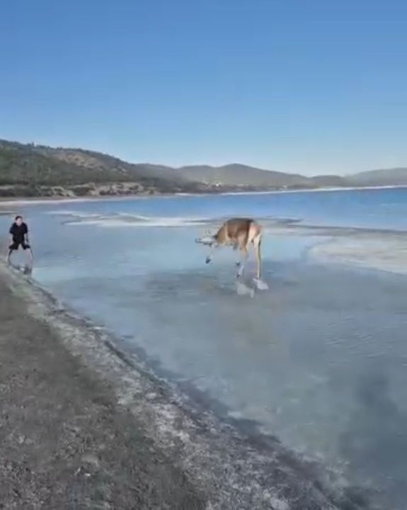 Salda Gölü’nün maskot geyiği, vatandaşlarla keyifli anlar yaşadı