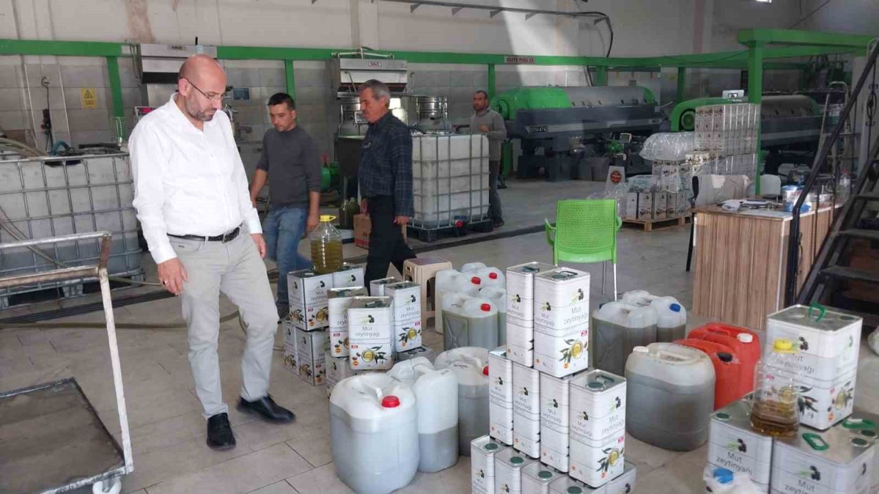 Zeytinin zahmetli yağ yolculuğu başladı