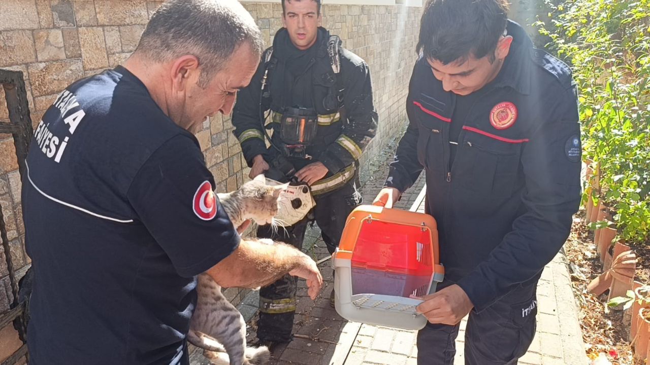 Yangında telef olduğu sanılan kedi dolabın arkasında saklanırken bulundu