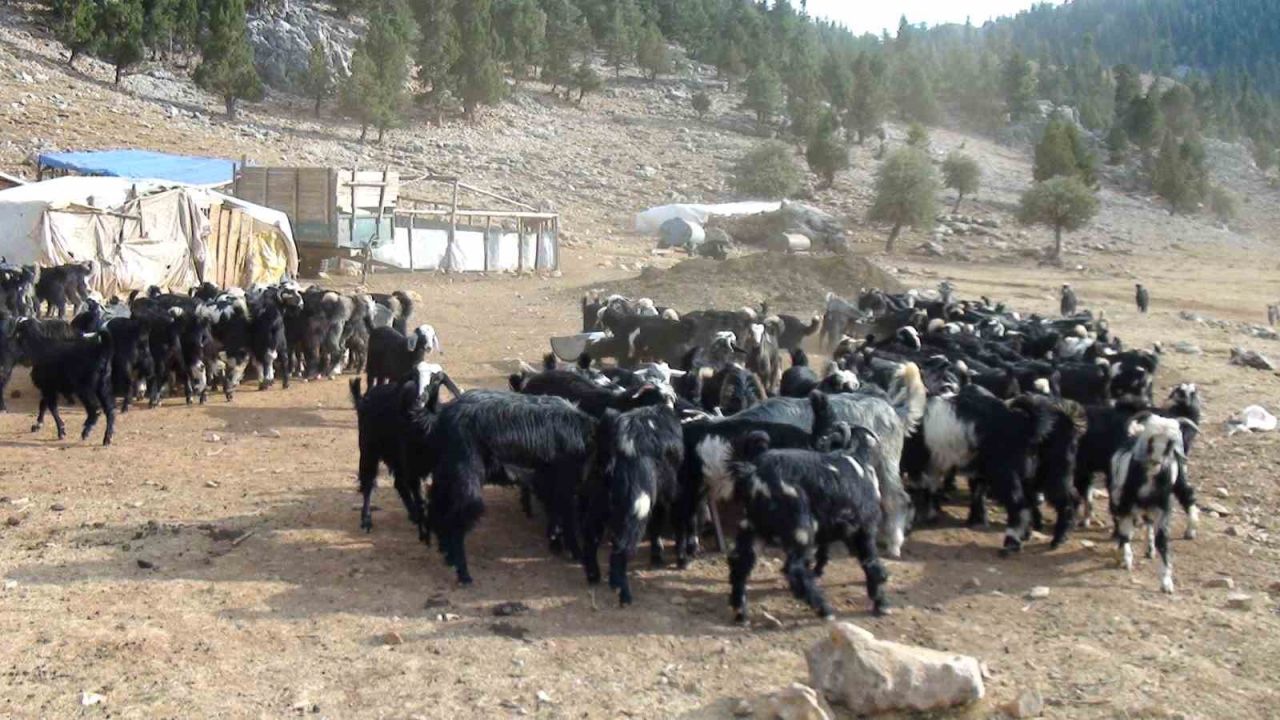 Antalya’da Yörüklerin 4 aydır kaldıkları yaylalardan dönüşleri başladı