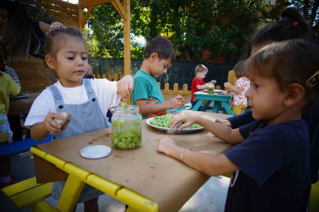Ekiplerin topladığı zeytinleri minikler işledi